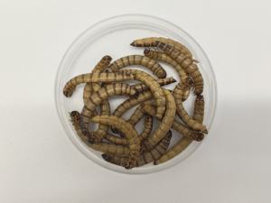 Alta Nutritious Fresh Superworms Chinese Factory Pet Food para seu animal de estimação adorável - Product Image 6