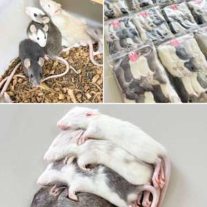 Aliment pour rats déshydraté de qualité export pour hiboux-grossiers, faucons et grands serpents constricteurs - Product Image 1
