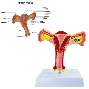 Modèle d'utérus humain, modèle pédagogique, vagin et ovaires, anatomie, simulation médicale féminine, modèle de reproduction féminine. - Product Image 1