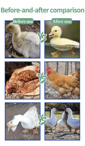 Poudre <span class=keywords><strong>antibiotique</strong></span> avicole en promotion pour fermes de volailles, bovins et porcins – Formule sèche accélérant la croissance des poulets et améliorant la santé respiratoire - Product Image 3