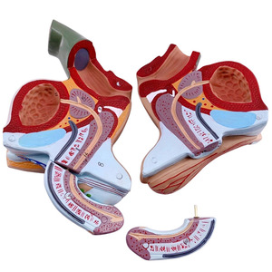 Modèle d'<span class=keywords><strong>organe</strong></span> masculin externe <span class=keywords><strong>humain</strong></span>, anatomie médicale, YuanHang YH-D031d, 5 parties détachables - Product Image 2