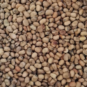 Đậu Rộng Khô Cấp Thức Ăn Đậu Rộng Nhỏ Cho Thức Ăn Chăn Nuôi/Bột Đậu Rộng - Product Image 3