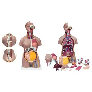 Anatomia sexual do corpo humano da ciência médica, modelo de torso masculino e feminino - Product Image 3