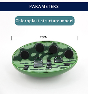 Modelo de enseñanza de biología de escuela secundaria, instrumento de Laboratorio de Biología, experimento, microestructura vegetal, organelo, modelo de cloroplasto - Product Image 6