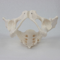 Modèle de bassin féminin d'enseignement médical DARHMMY - Outil d'anatomie réaliste en PVC pour la formation des étudiants en structure squelettique