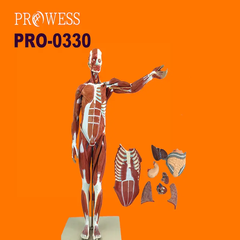 PRO-0330โรงเรียนแพทย์การสร้างแบบจำลองเหมือนจริงเต็มรูปแบบการสอนร่างกายกายวิภาคร่างกายมนุษย์80เซนติเมตรกล้ามเนื้อ Dissection กายวิภาคศาสตร์รุ่น