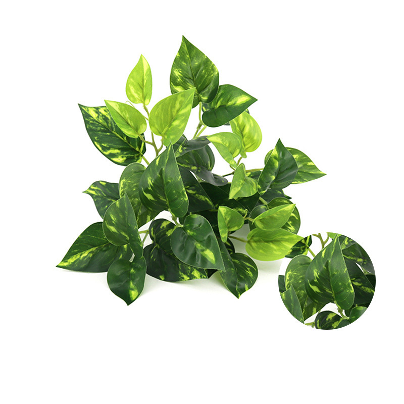 High-Quality Pothos Leaf