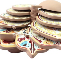 Modèle d'anatomie sectionnelle du cerveau humain en PVC pour les sciences médicales