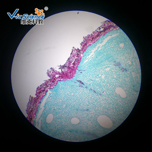 วิทยาศาสตร์และการศึกษาของวิค: ภาพตัดขวางของรากของพืช Atractylodes lancea; สไลด์การสอนเกี่ยวกับพืช; สไลด์การสอนของมหาวิทยาลัย; - Product Image 4