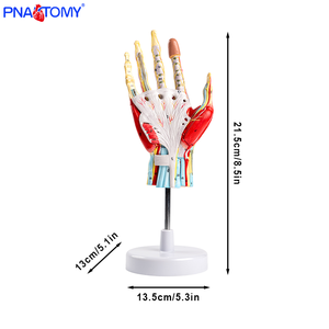 โมเดลโครงกระดูกกายวิภาคศาสตร์มือแบบถอดได้พร้อมหลอดเลือดและเส้นประสาท<span class=keywords><strong>กล้าม</strong></span><span class=keywords><strong>เนื้อ</strong></span><span class=keywords><strong>มือ</strong></span>แบบกายวิภาค7ส่วนขนาดเท่าชีวิต - Product Image 6