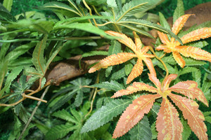 Alibaba Trung Quốc Lớn Ngoài Trời Thực Tế Nhân Tạo Lớn Trang Trí Gốc Cây Cho Văn Phòng Baobab Cây Để Bán Cây Ăn Quả - Product Image 5