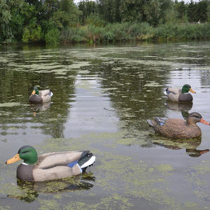 Ensemble <span class=keywords><strong>de</strong></span> leurres <span class=keywords><strong>de</strong></span> canard flottant EVA <span class=keywords><strong>de</strong></span> qualité professionnelle pour la <span class=keywords><strong>chasse</strong></span> <span class=keywords><strong>au</strong></span> Wigeon <span class=keywords><strong>Action</strong></span> <span class=keywords><strong>de</strong></span> natation <span class=keywords><strong>de</strong></span> précision multicolore - Product Image 5