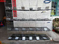 Cage pour élevage de lapin, 24 cellules/12 cellules, système d'arrosage automatique, cages à lapin, professionnelles, industrielles, pour mère et bébé