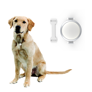 dog pedometer amazon