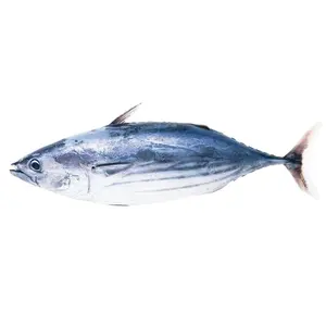 Yeni sezon çin ihracat iqf bqf küçük ton balığı balık satışa 100-200g deniz ürünleri bütün yuvarlak dondurulmuş bonito yem için
