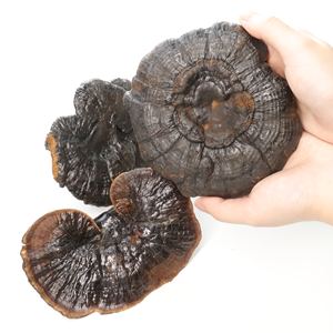 Экстракт гриба Рейши - Product Image 6