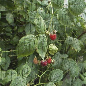 Nhà Máy Giá Bird lưới cho vườn - Product Image 5