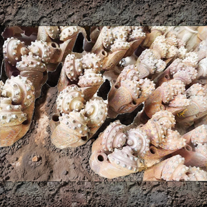 Forets triconiques IADC537 usagés - Procédé de forgeage au carbure pour outils de forage minier - Product Image 4