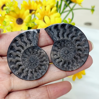 Vente en gros de pierres fossiles d'ammonites noires à coquille brute unique pour la décoration intérieure de bureaux de luxe