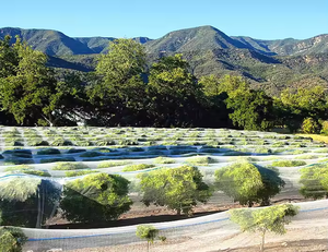 Lưới chống côn trùng trong suốt HDPE có lưới mắt lưới tốt, lưới chống côn trùng ngăn chặn sâu bệnh trong khi duy trì độ truyền ánh sáng. - Product Image 2