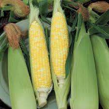 El maíz hervido/fruta de maíz más delicioso de Vietnam para las vacaciones - Product Image 4