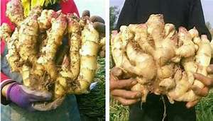 高品質の新鮮な乾燥した若い生姜食品 中国生姜卸売価格 生姜根 - Product Image 2