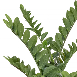 Vendita diretta in fabbrica di alta qualità plastica quasi naturale 90 CM 3Ft artificiale <span class=keywords><strong>ZZ</strong></span> pianta per la decorazione - Product Image 4