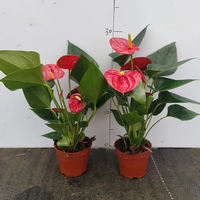 Tanaman Pot Anthurium Merah Laris Manis untuk Ruang Tamu, Grosir Tanaman Bunga Merah Tropis, Bonsai untuk Dekorasi Rumah