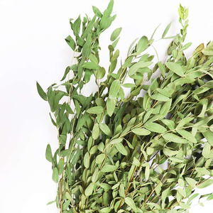 All'ingrosso fiori e piante secchi foglie di mela naturale conservato di eucalipto argento dollaro essiccato foglie di eucalipto - Product Image 6