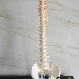 Modèles de colonne vertébrale humaine pour l'enseignement médical, y compris des modèles avec points d'origine et d'insertion musculaire, vente en gros. - Product Image 1