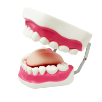 Simulador dental médico estándar, estudio de enseñanza, protección bucal, cuidado bucal, entrenamiento, reparación de dientes, modelo de 28 dientes con cepillo de dientes