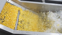 Production automatique de grains de maïs sucré décorticage pelage lavage blanchiment déshydratation séchage ligne de traitement