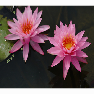 Nymphaea 'Miss Siam' - una Planta Acuática Adecuada para Estanques de Jardín e Invernaderos - Lirio de Agua 'Miss Siam' - Product Image 4