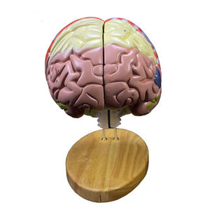 2025 Élargissement en ligne Modèle de cerveau humain en 4 parties pour l'enseignement et l'étude des <span class=keywords><strong>neurosciences</strong></span> - Product Image 3