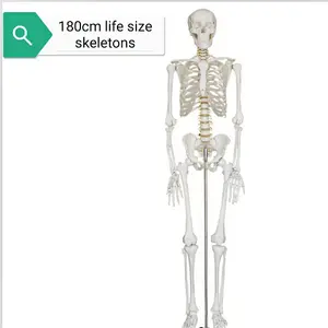 Modelo de esqueleto humano de 180 cm de tamaño real para enseñanza de ciencia y medicina, modelo anatomico de hueso de PVC para entrenamiento de anatomía