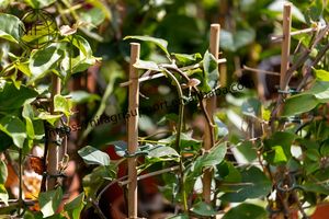 <span class=keywords><strong>NIF</strong></span> Venta caliente mejor calidad escalera de bambú orquídea enrejado para plantas pequeñas - Product Image 3