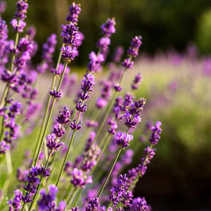 Olio essenziale di lavanda Divain 10ml per aromaterapia e relax - Product Image 2