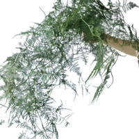 Vente en gros de feuillage éternel préservé vert Setaceus, fleurs décoratives longue durée de qualité supérieure pour le Nouvel An et Pâques