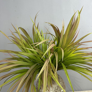 Orquídea hierba verde boda camino guía Artificial Chlorophytum cebolla hierba <span class=keywords><strong>planta</strong></span> con <span class=keywords><strong>espada</strong></span> hoja de lirio para paisajismo - Product Image 4