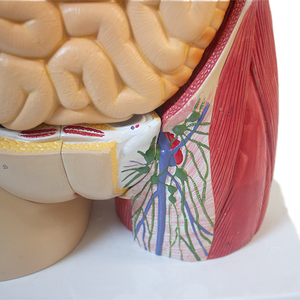 Modèle de <span class=keywords><strong>torse</strong></span> humain avancé en PET pour la science médicale et l'anatomie, à double sexe, avec dos ouvert révélant les couches musculaires (mâle et femelle) - Product Image 2