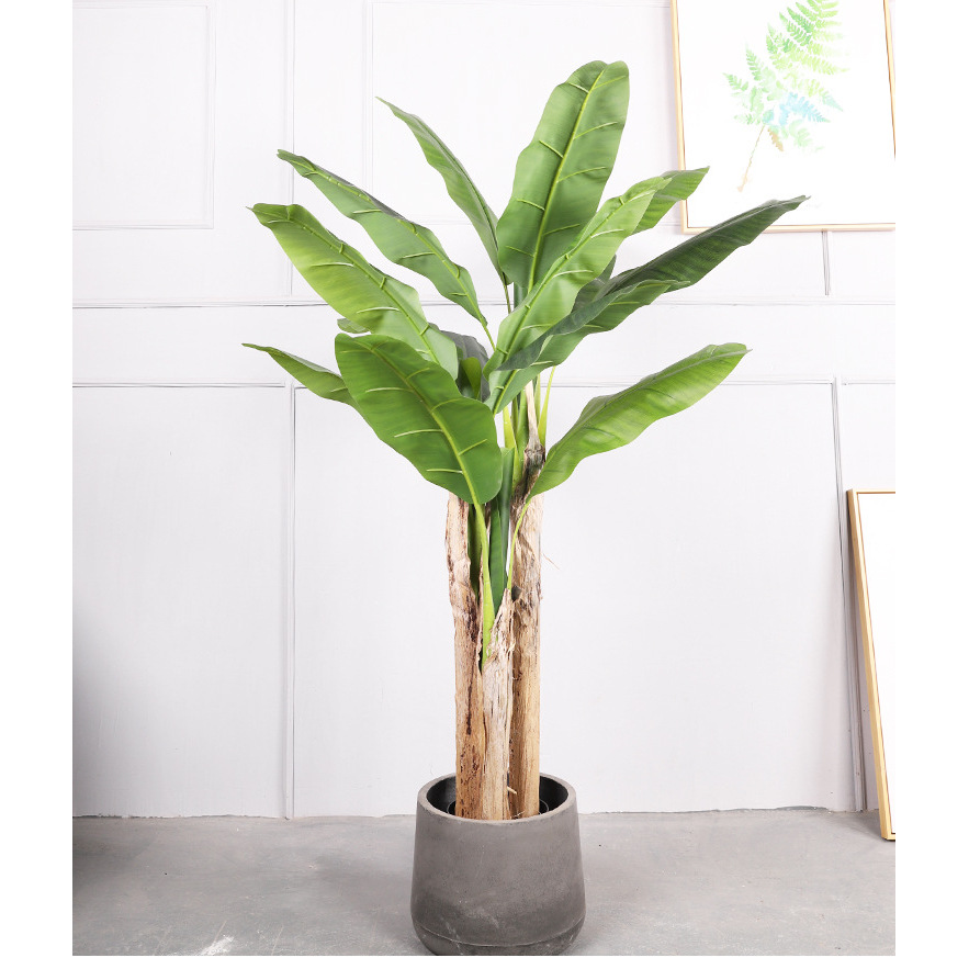 1.  6M Plátano de Tres Troncos