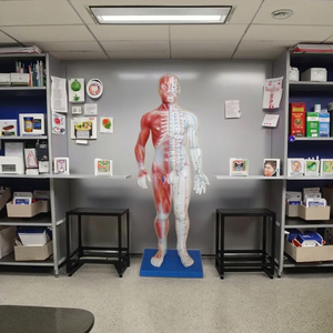 Male Human Skeleton Model Advanced PVC Human Life Size Durable for Medical Science Anatomical Demonstration - Product Image 6