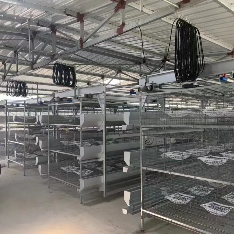 Offre Spéciale cages couches automatique caille volaille pigeons maille nid pigeon cage élevage commercial à bas prix