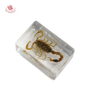 ตัวอย่างแมลงเรซิ่นคริสตัล,อุปกรณ์การศึกษาตัวอย่างแมลงที่แท้จริงในเรซิ่นบล็อกสีเหลืองอำพันด้วงจริงข้อผิดพลาดที่น่ารักของ Taxidermy - Product Image 6