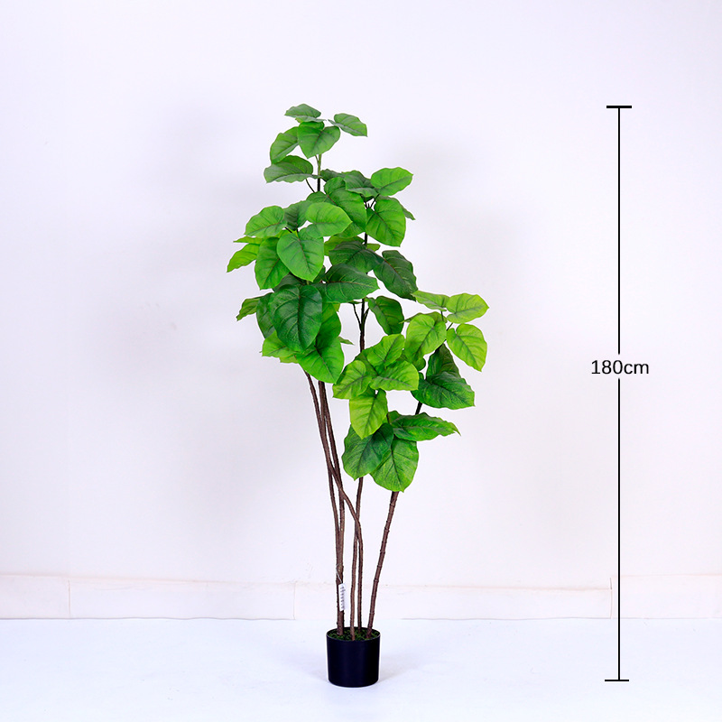 Ficus Heartleaf vert printemps 180cm