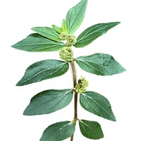 Ekstrak Bubuk Euphorbia Hirta Berkualitas Tinggi Alami dan Larut, Bubuk Euphorbia Hirta Kelas Makanan