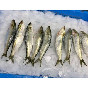 Sardinas Congeladas al por Mayor de China, Omega IQF, Bajo <span class=keywords><strong>Precio</strong></span> por Tonelada, Lotes para Compradores, Buena Calidad - Product Image 2