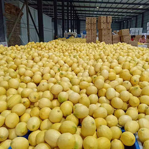 <span class=keywords><strong>Citron</strong></span> jaunes frais de haute qualité, g, vente en gros, chinois - Product Image 6