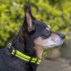 Vibrant Life Collier réfléchissant réglable pour chien, jaune néon et noir, petit - Product Image 3