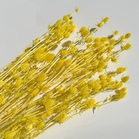 Tête de fleur de Teasel Dipsacus stabilisée, naturelle et véritable, teinte, pour artisanat DIY, arrangements floraux, décoration de mariage et cadeau